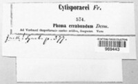 Leptosphaeria errabunda image